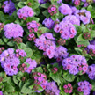 ageratum