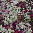 alyssum