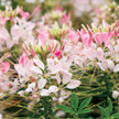 Cleome