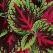 Coleus