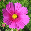 Cosmos
