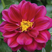 Dahlia