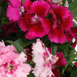 Dianthus