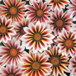 Gazania