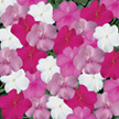 Impatiens