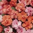 Impatiens fanciful