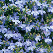 Lobelia