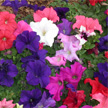 P&eacute;tunia