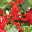 Salvia