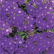 Verveine
