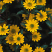 Zinnia
