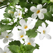 bacopa