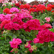 G�ranium lierre