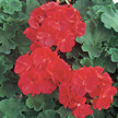 G�ranium sonal