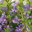 Scaevola