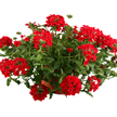 Verveine