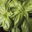 Basilic