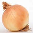 Oignon espagnol
