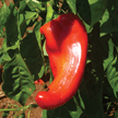 Piment