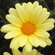 Argyranthemum