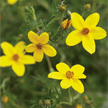 Bidens