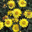 Bracteantha