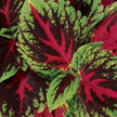 Coleus