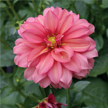 Dahlia