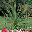 Dracena