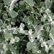 Helichysum