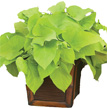 Ipomea