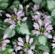 Lamium