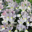 Nemesia