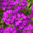 Verbera