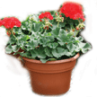 Pot patio 10