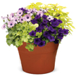 Nemesia